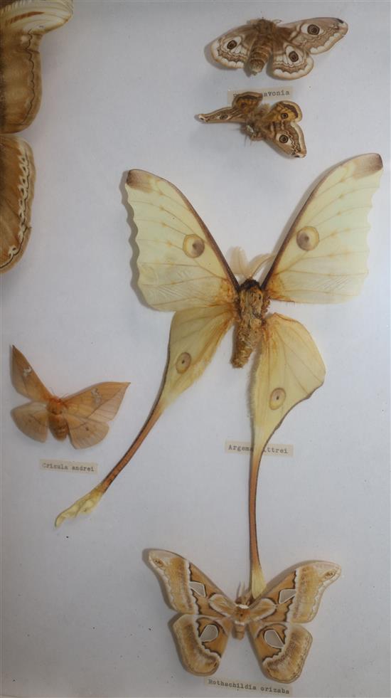 A collection of various European and exotic butterflies housed in four glazed wooden case, largest case 18 x 18in.
